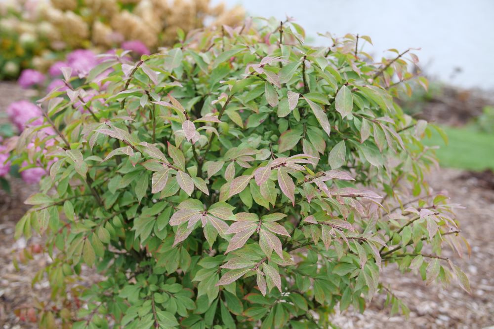 Fire Ball Seedless® Burning Bush (Euonymus alatus Fire Ball Seedless®) - QT -Ship Only