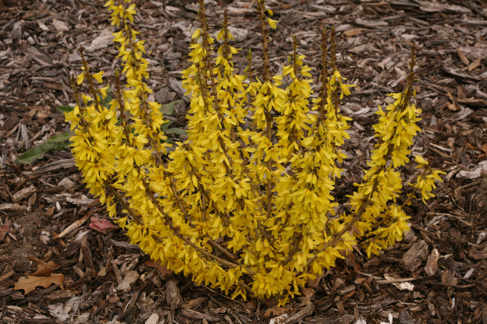 Show Off® Sugar Baby® Forsythia (Forsythia x intermedia 'Show Off Sugar Baby’) - QT -Ship Only