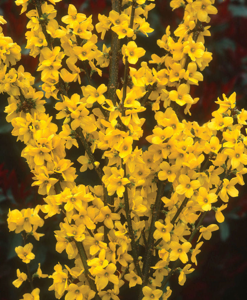 Show Off® Forsythia (Forsythia x intermedia 'Mindor') - QT -Ship Only
