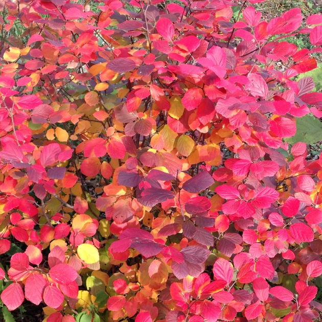 Legend Of The Fall® Bottlebrush (Fothergilla x intermedia 'Legend Of The Fall') - QT -Ship Only