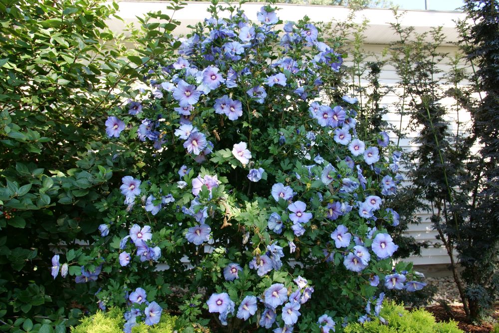 Azurri Blue Satin® Hibiscus ( Hibiscus syriacus ‘Azurri Blue Satin’) - QT -Ship Only