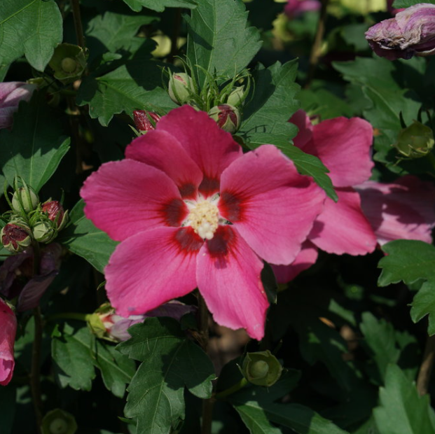 Paraplu Rouge® Rose of Sharon (Hibiscus paraplu 'Rouge') - QT -Ship Only