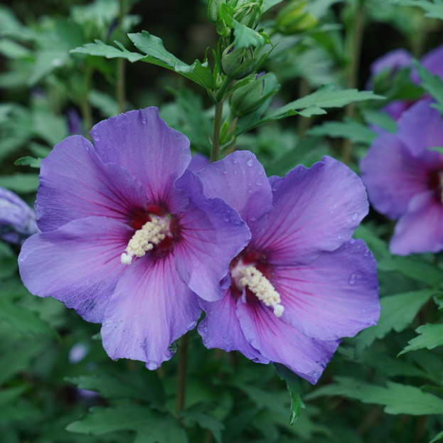 Paraplu Violet® Rose of Sharon (Hibiscus paraplu 'Violet') - QT -Ship Only