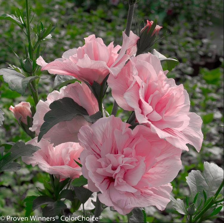 Paraplu® Pure White Rose of Sharon (Hibiscus syriacus ‘Paraplu Pure White’) - QT -Ship Only