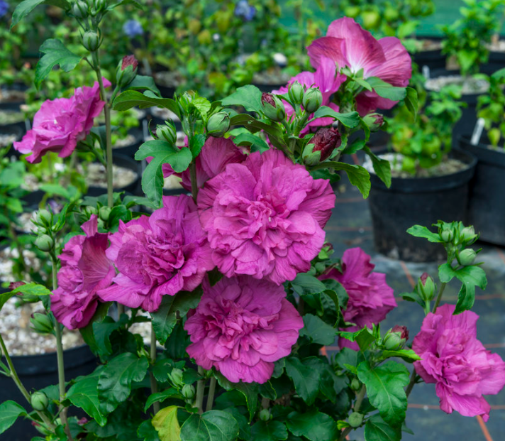 Magenta Chiffon® Rose of Sharon (Hibiscus syriacus 'Magenta Chiffon') - QT -Ship Only