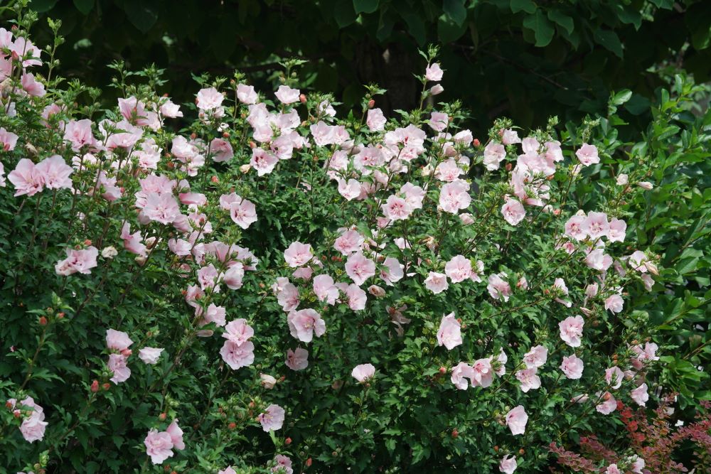 Pink Chiffon® Rose of Sharon (Hibiscus syriacus Pink Chiffon®) - QT -Ship Only
