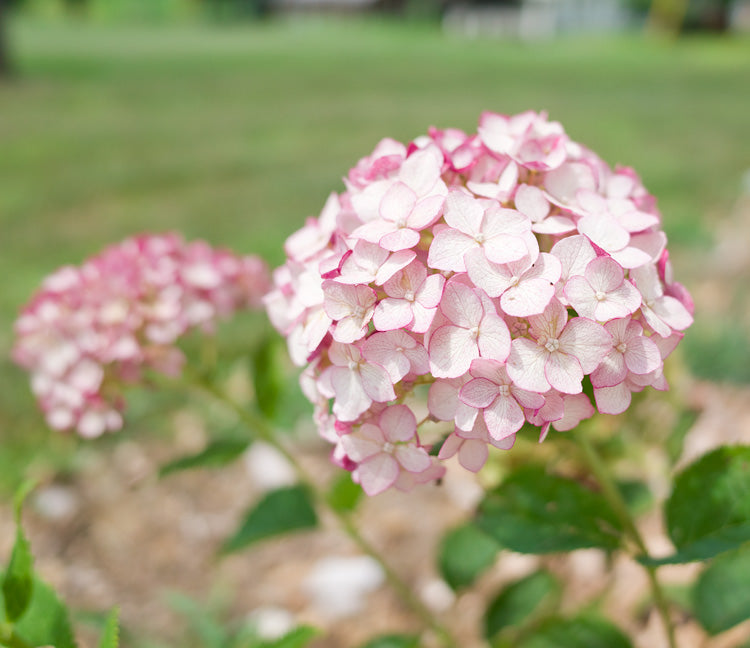 Incrediball® Blush Hydrangea (Hydrangea arborescens 'Incrediball Blush') - QT -Ship Only