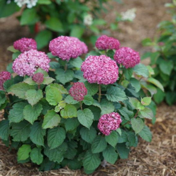 Invincibelle Mini Mauvette® Smooth hydrangea (Hydrangea arborescens 'Invincble Mini Mauvette') - QT -Ship Only