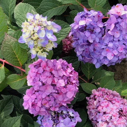Hydrangea M. Let’s Dance Big Band® (Hydrangea macrophylla 'Lets Dance Big Band') - QT -Ship Only