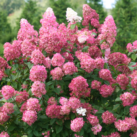Fire Light® Panicle Hydrangea (Hydrangea 'P Fire Light') - QT -Ship Only