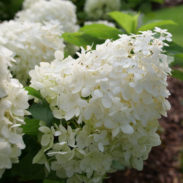 Puffer Fish® Panicle Hydrangea (Hydrangea 'P Puffer Fish') - QT -Ship Only