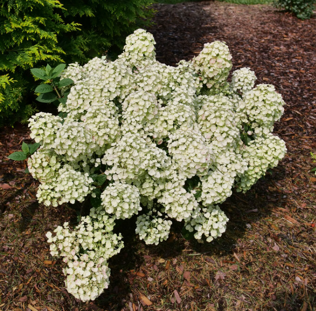 Tiny Quick Fire® Panicle Hydrangea (Hydrangea 'P Tiny Quick Fire') - QT -Ship Only
