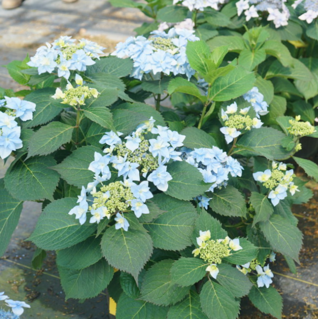 Tuff Stuff Ah-Ha® Reblooming Mountain Hydrangea (Hydrangea 'S Tuff Stuff Ah-Ha') - QT -Ship Only