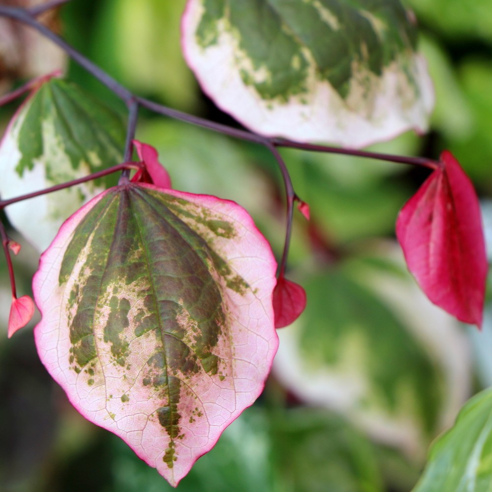 Carolina Sweetheart Redbud (Cercis canadensis 'Carolina Sweetheart') - 2 gallon 36" -Ship Only
