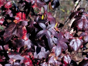Burgundy Blush Sweetgum (Liquidambar styraciflua 'Burgundy Blush') - 3 gallon TREE -Ship Only