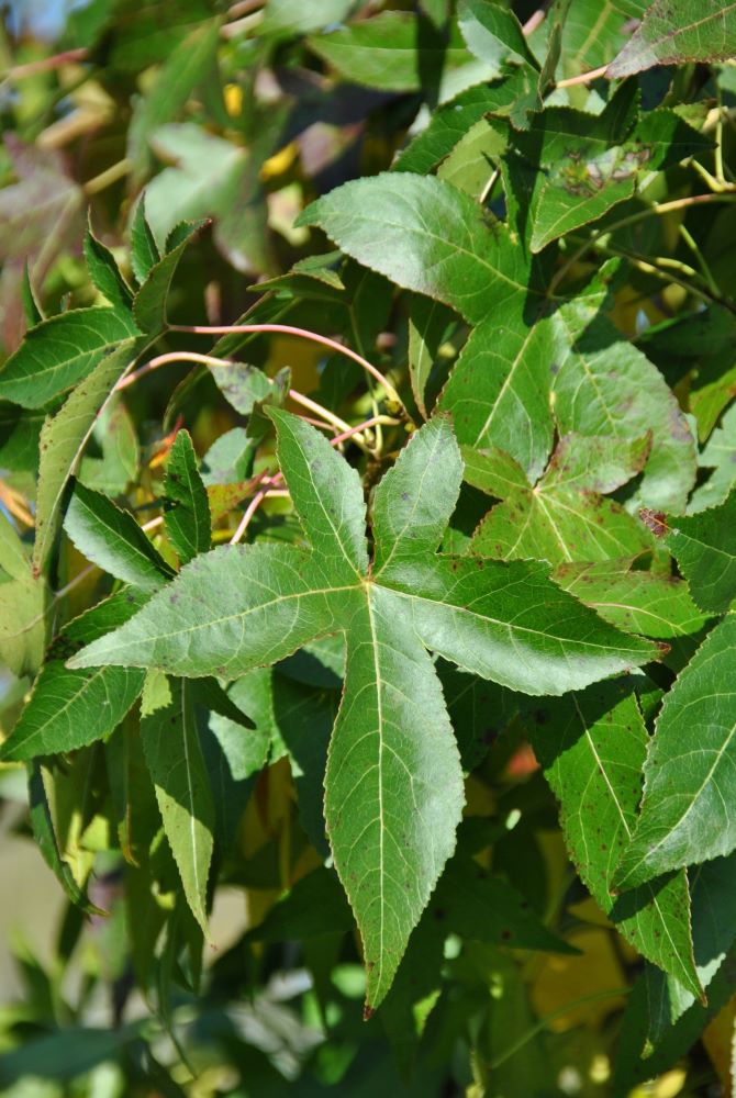 Slender Silhouette Columnar Sweetgum (Liquidambar styraciflua 'Slender Silhouette') - 3 gallon TREE -Ship Only
