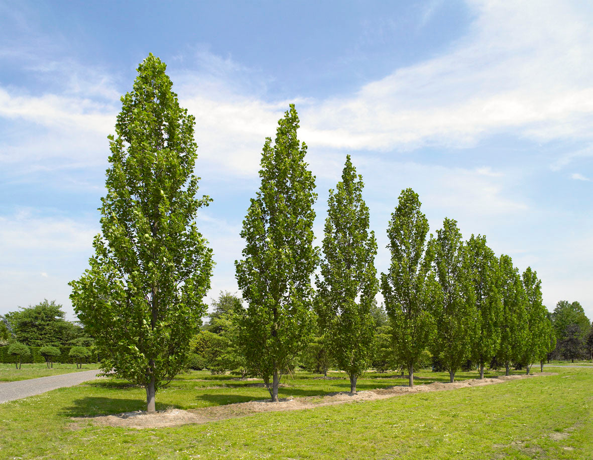 Fastigate Tuliptree (Liriodendron tulipifera 'Fastigatum') - 3 gallon TREE -Ship Only