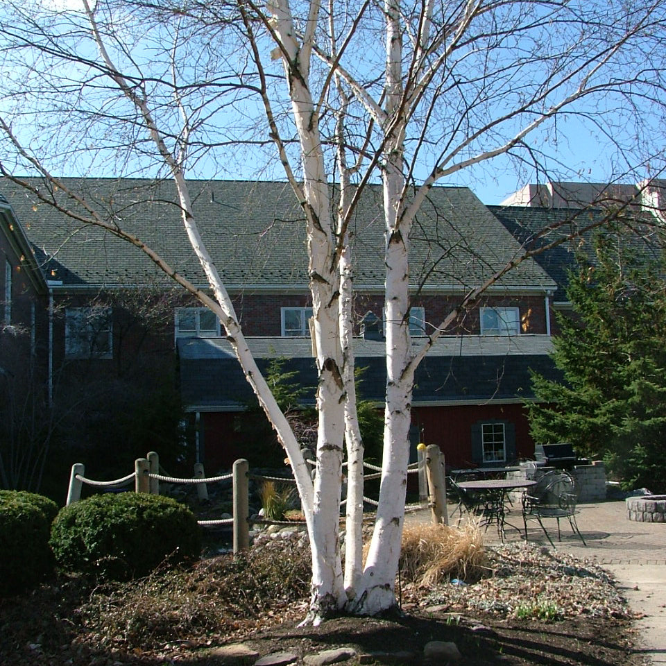 Avalanche™ Birch (Betula x 'Avalanche') - 3 gallon -Ship Only