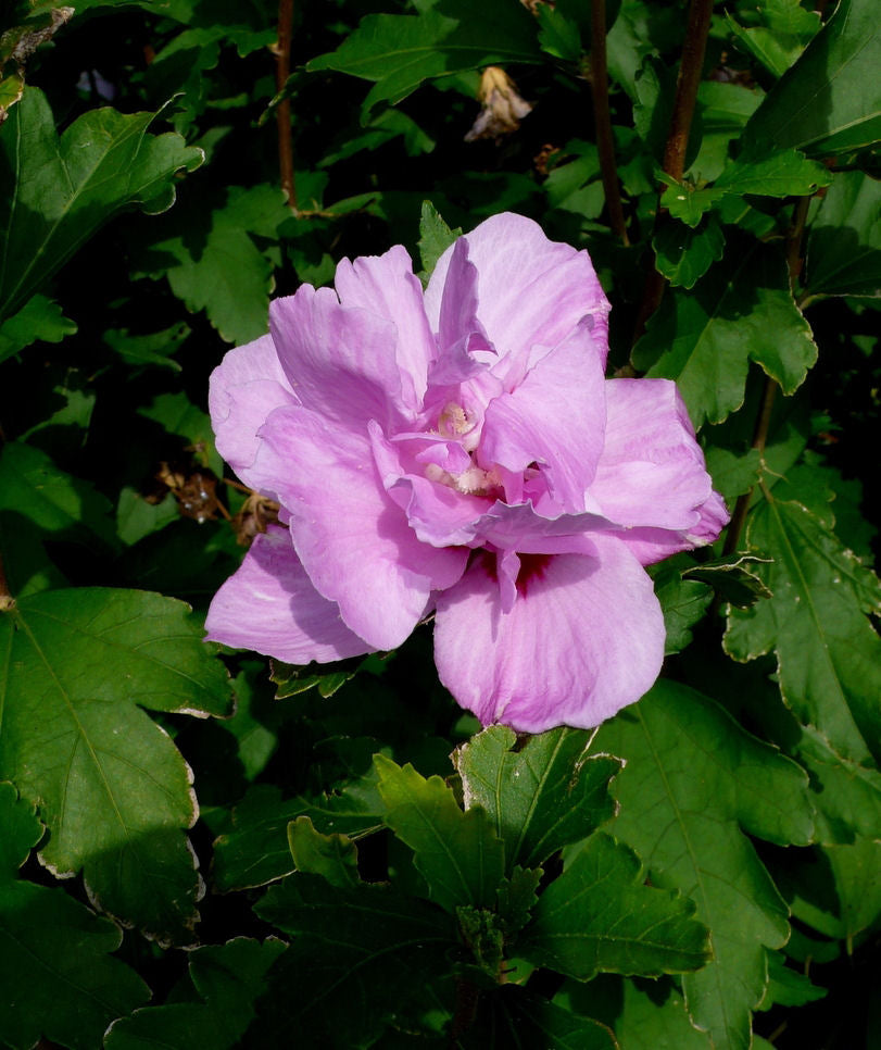 Ardens Rose of Sharon (Hibiscus syriacus 'Ardens') - 3 gallon TREE -Ship Only