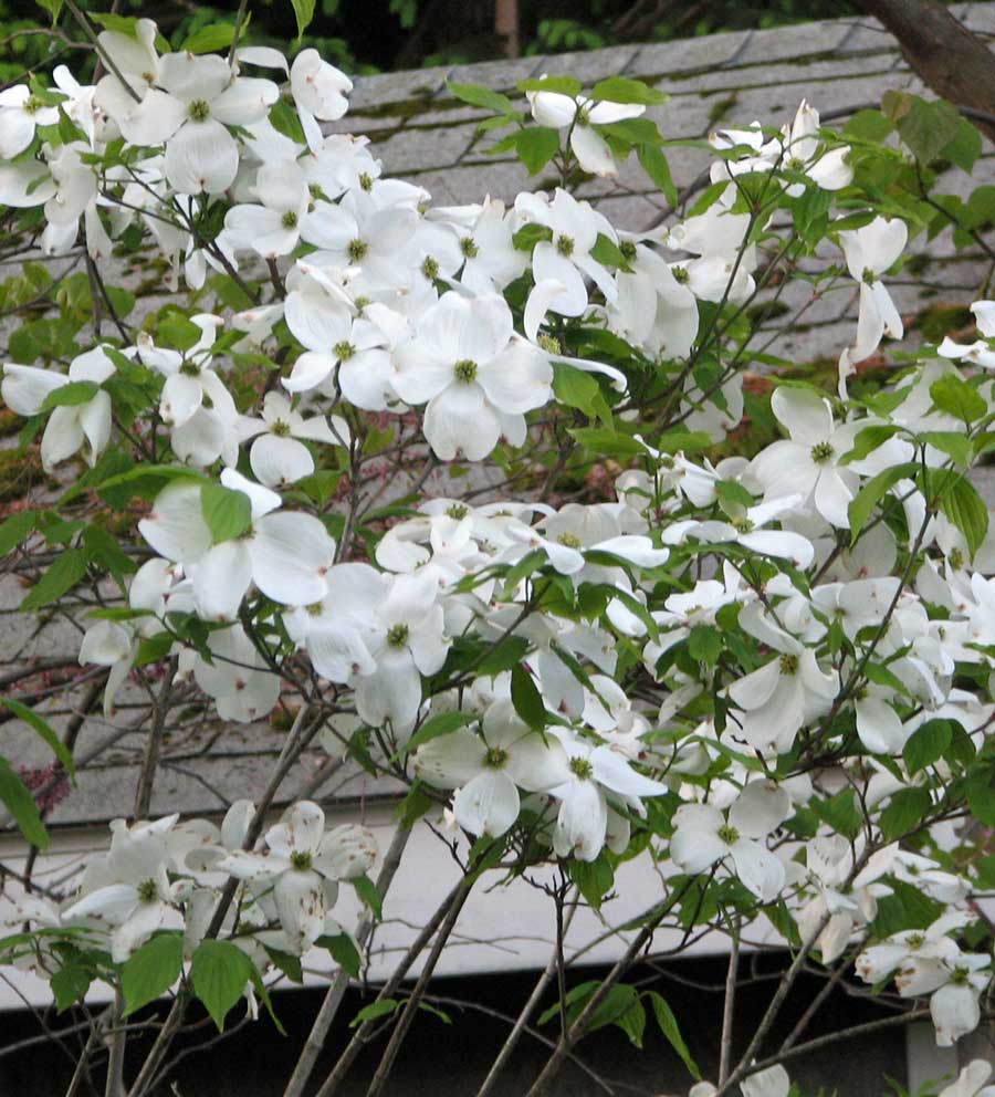 Cherokee Princess Flowering Dogwood (Cornus florida 'Cherokee Princess') - 1 gallon 3-4' TREE -Ship Only