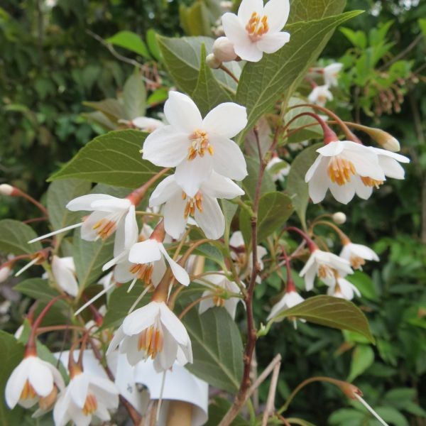 Evening Light Snowbell (Styrax japonicus 'Evening Light') - 1 gallon 3-4' TREE -Ship Only