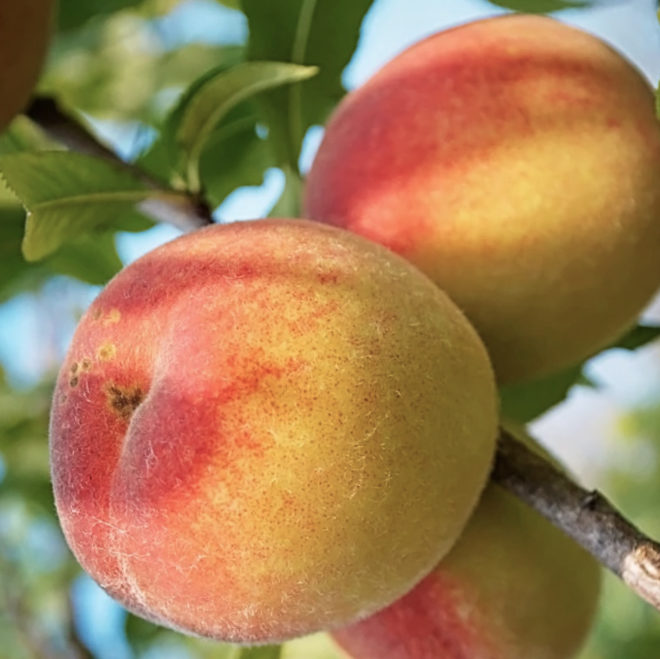 Peach Belle of Georgia (Prunus 'Fruit Belle Of Georgia') - 3 gallon 36" TREE -Ship Only