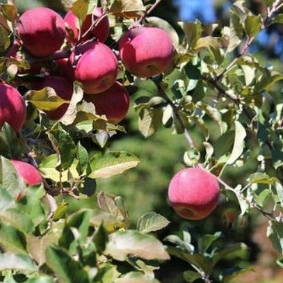 ‘Fuji’ Apple (Malus 'Fruit Fuji') - 3 gallon 36" TREE -Ship Only