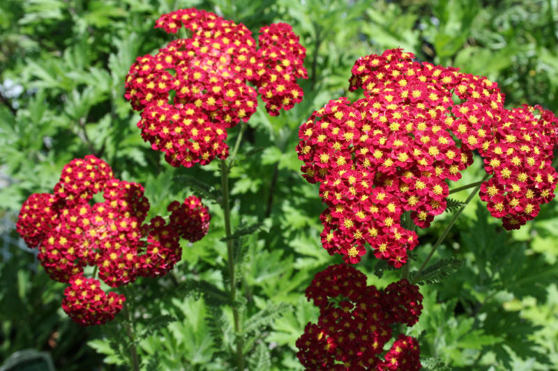 Strawberry Seduction Yarrow (Achillea millefolium 'Strawberry Seduction') - QT -Ship Only