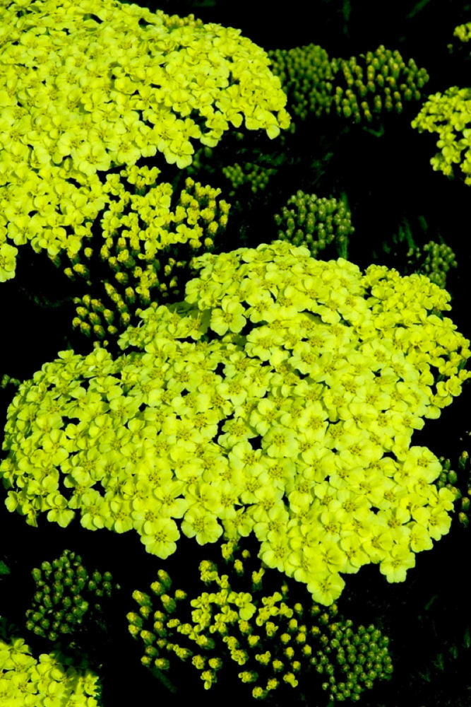 Sunny Seduction Yarrow (Achillea millefolium 'Sunny Seduction') - QT -Ship Only
