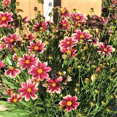 Coreopsis Lil Bang™ Candy Stripes (Coreopsis x 'Lil Bang Candy Stripes') - QT -Ship Only
