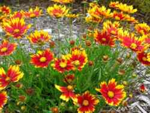 Li'l Bang™ Daybreak Coreopsis (Coreopsis x 'Lil Bang Daybreak') - QT -Ship Only