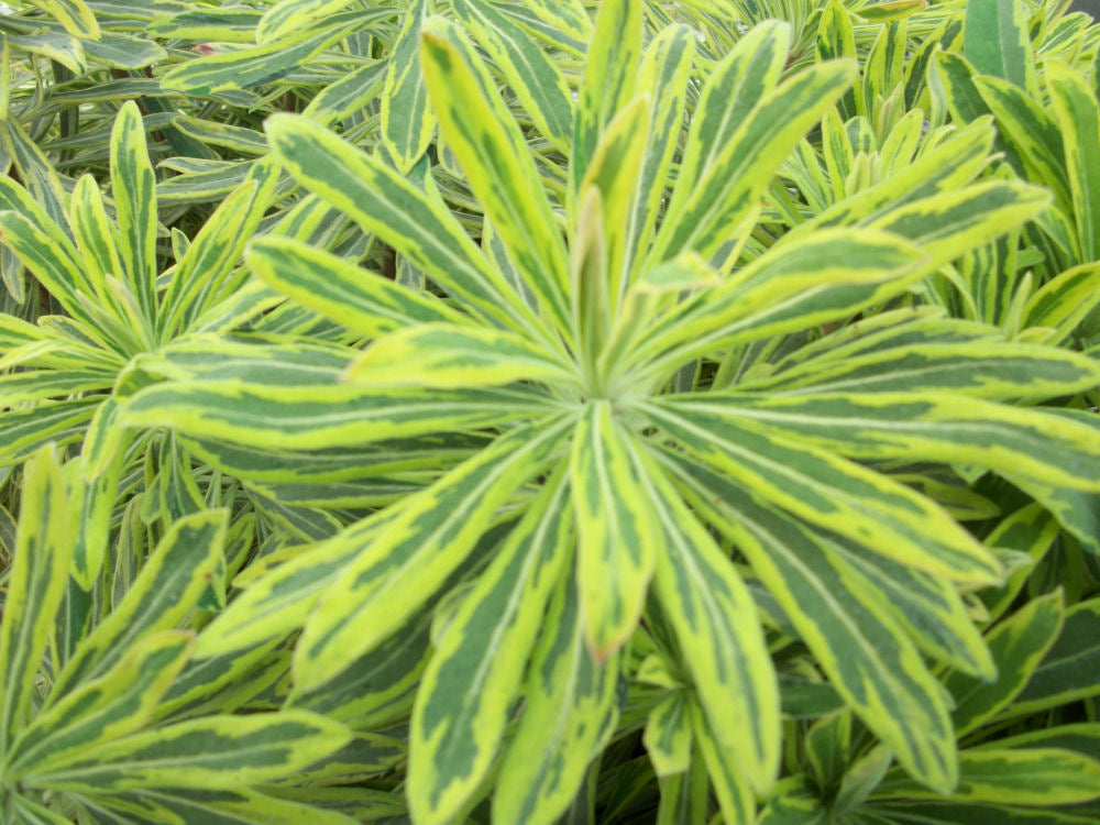 Ascot Rainbow Cushion Spurge (Euphorbia x martinii 'Ascot Rainbow') - QT -Ship Only