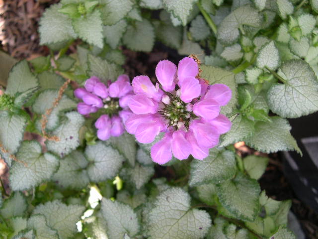 Purple Dragon Spotted Deadnettle (Lamium M 'Purple Dragon') - QT -Ship Only