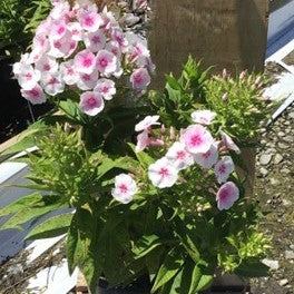 Flame® Pro Baby Doll Garden Phlox (Phlox paniculata 'Flame Pro Babydoll') - QT -Ship Only
