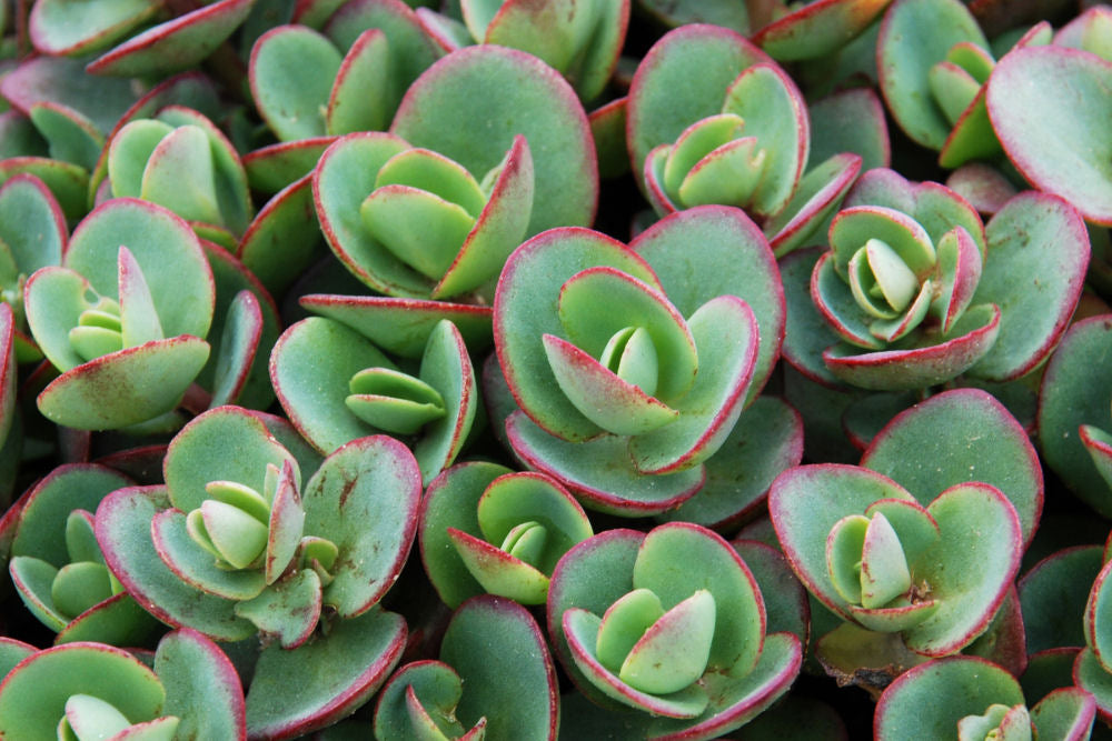 Lime Zinger Stoncrop (Sedum sedum 'Lime Zinger') - QT -Ship Only