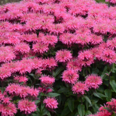 Sugar Buzz® Bubblegum Blast Bee Balm (Monarda 'Sugar Buzz Bubblegum Blast') - QT -Ship Only