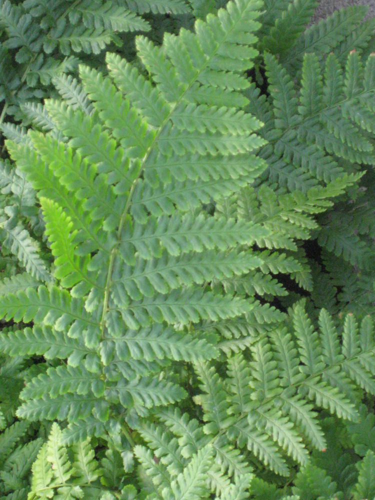 Ostrich Fern (Matteuccia struthiopteris 'Ostrich') - QT -Ship Only
