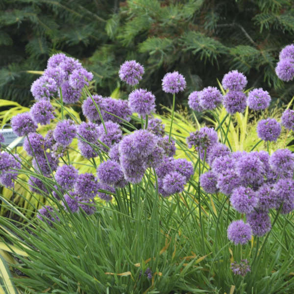 Medusa Flowering Onion (Allium medusa) - QT -Ship Only