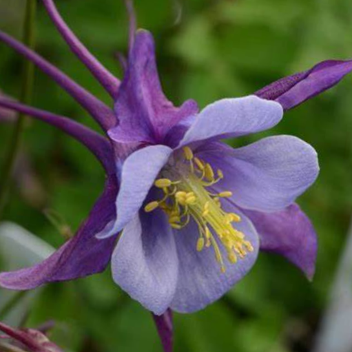 Purple Blue Colmbine (Aquilegia 'Earlybird Purple Blue') - QT -Ship Only