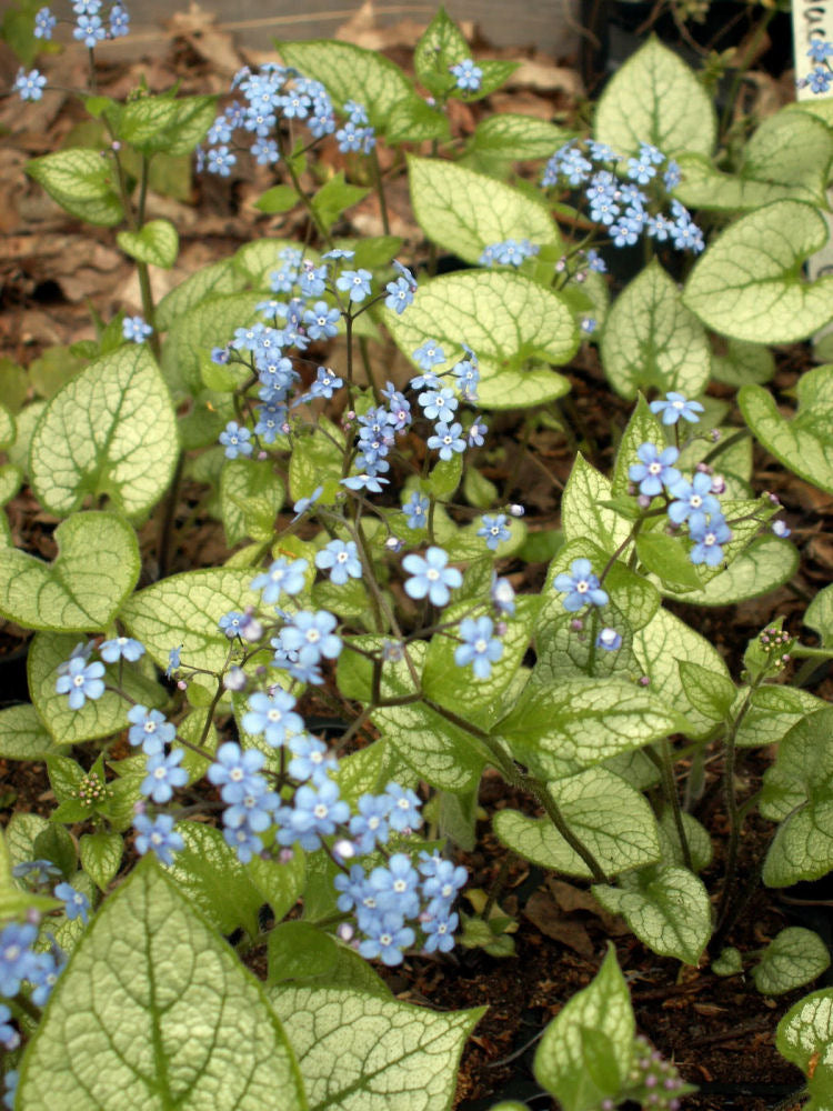 Jack Frost Siberian Bugloss (Brunnera macrophylla 'Jack Frost') - QT -Ship Only