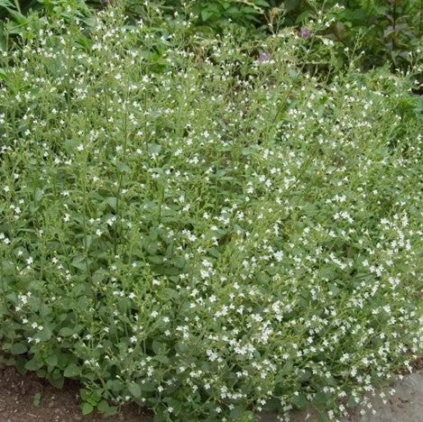 Calamint (Calamintha 'Ssp Nepeta') - QT -Ship Only