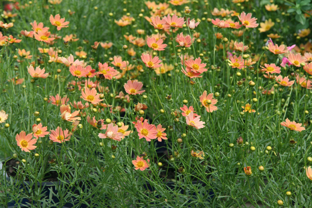 Creme Caramel™ Tickseed (Coreopsis verticillata 'Novcorcar') - QT -Ship Only