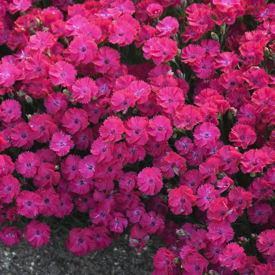 'Paint the Town Red' Pinks (Dianthus paint 'The Town Red') - QT -Ship Only