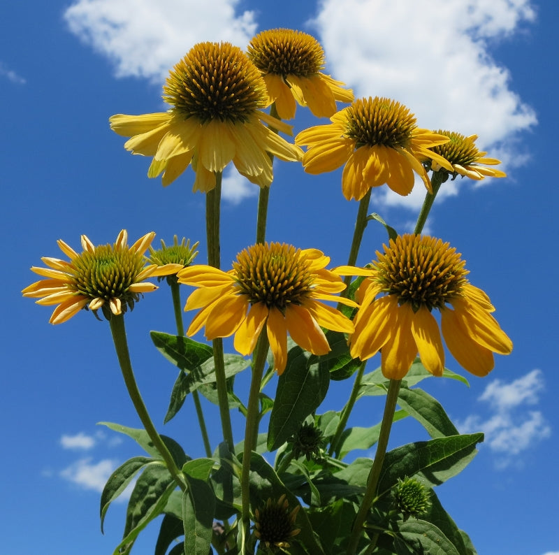 Sombrero® Lemon Yellow II (Improved) Coneflower (Echinacea 'Sombrero Lemon Yellow Ii') - QT -Ship Only