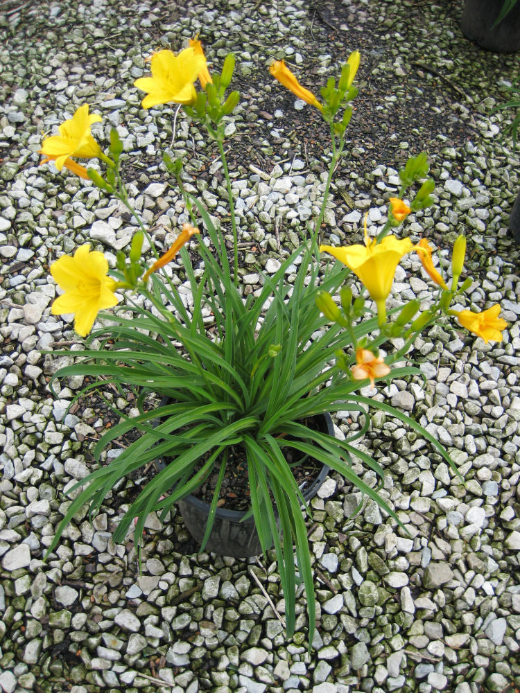 Stella d'Oro Daylily (Hemerocallis stella 'Stella d'Oro') - QT -Ship Only