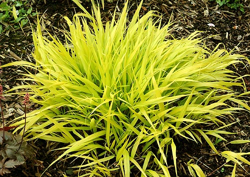Japanese Forest Grass (Hakonechloa macra 'All Gold') - QT -Ship Only