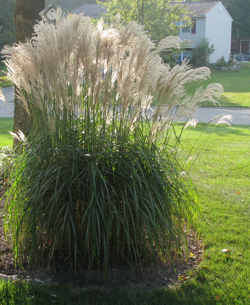 Gracillimus Maiden Grass (Miscanthus sinensis 'Gracillimus') - QT -Ship Only