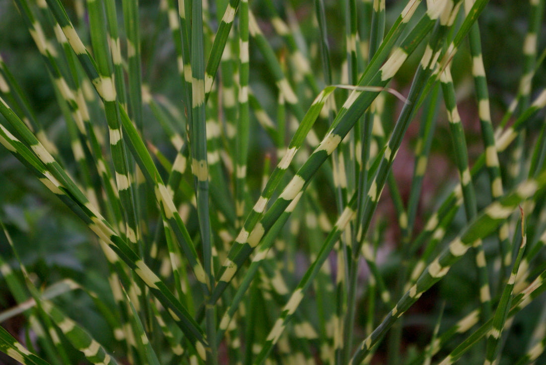 Little Zebra Maiden Grass (Miscanthus sinensis 'Little Nicky') - QT -Ship Only