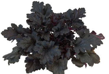 Primo® 'Black Pearl' Coral Bells (Heuchera 'Black Pearl') - QT -Ship Only