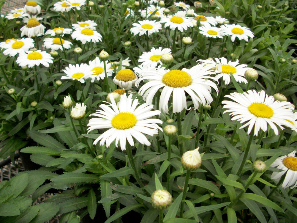 Snow Lady Shasta Daisy (Leucanthemum x superbum 'Snow Lady') - QT -Ship Only
